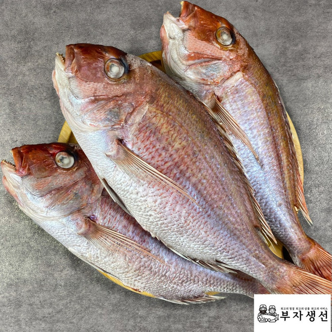 [부산명물][반건조 생선] 부자생선 본점 제수용 생선 참돔 소 중 대 특대, 33cm