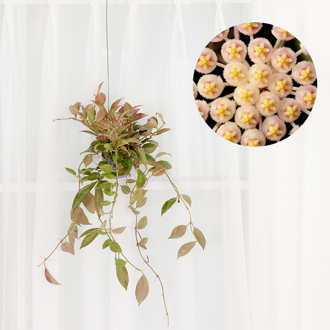 갑조네 호야 썬라이즈(미니화분) 공중식물 행잉플랜트 희귀 수입호야 무늬 프리미엄 에어플랜트, 1개