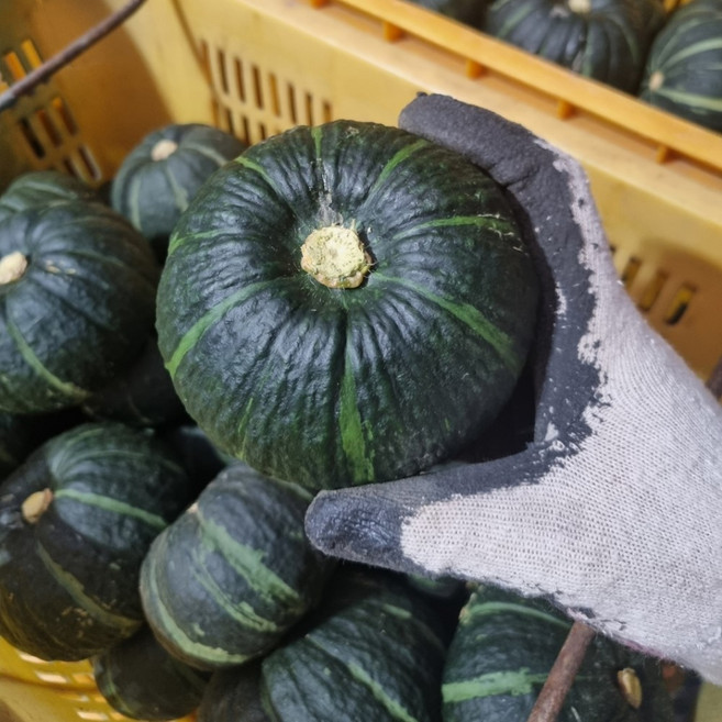 제주 보우짱 미니 밤호박 단호박 특품 로얄과 호박스프 이유식 아이들간식 다이어트식단, 1개, 10kg