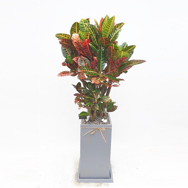 꽃썸플라워 오픈 개원 개업 축하화분 [당일배송] 전시회 모델하우스 실내화분 크로톤(대형 최고급), 1개