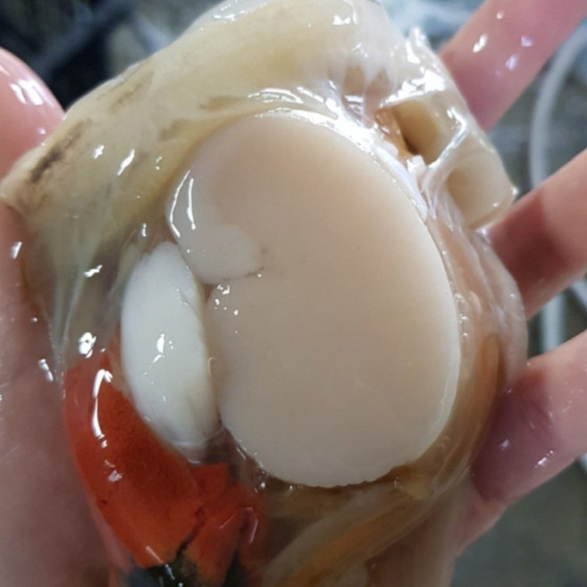 국내산 생물 손질 키조개 1키로 6-15미내외 (날개살 꼬리살 내장 관자) 자연산 순살키조개, 1세트, 손질 키조개 1kg