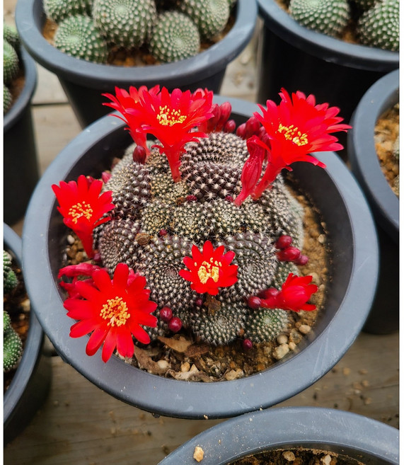 행복한꽃순이/﻿레드파인선인장(12cm분)/가시, 1개