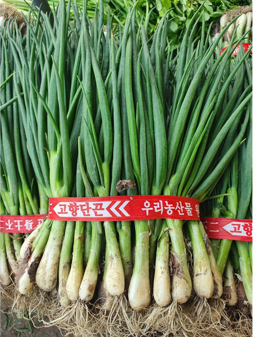 연하고 부드러운 맛있고 신선한 우리 농산물 쪽파 1단 1kg, 1개