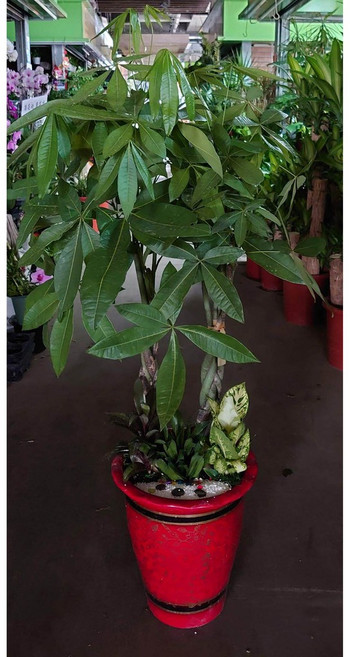 台北市花店 發財樹組合盆栽/開幕開市/榮升榮調/喬遷/會員大會/競選總部成立/花器寬30-35cm高120-140公分, 1個
