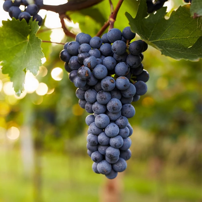 [충북농원] MBA 슈퍼머루포도 포도나무 묘목 - 1~2년생 삽목묘, 1개, 삽목/1년생/상묘 - 쿠팡