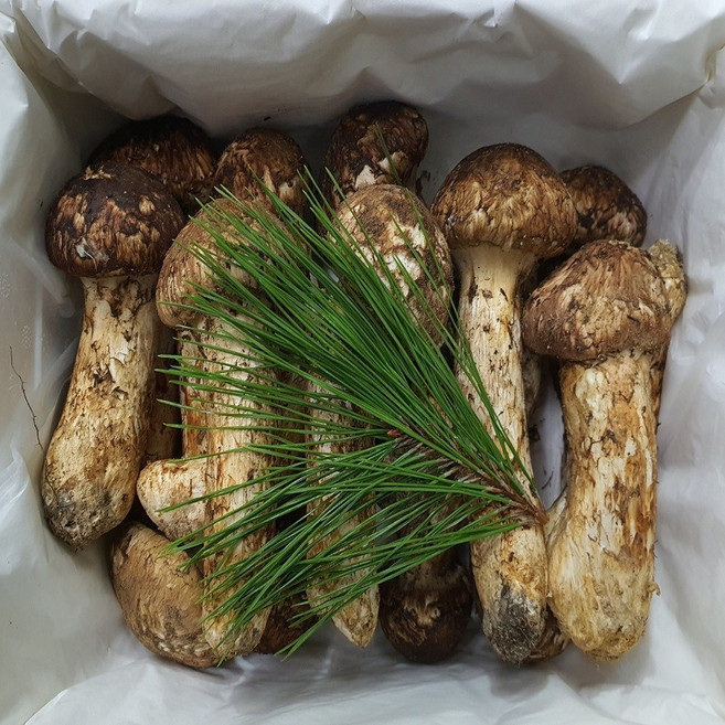 송이버섯 자연산 냉동 국내산, 2등급(15~25송이,크기랜덤) 1kg, 1개