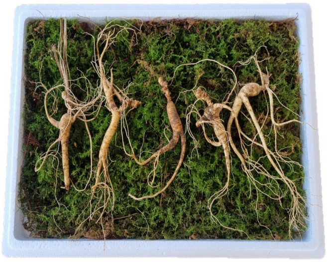 국산 강원도 파지삼 13~17년근 산삼 장뇌삼 13년근 5뿌리, 1개, 1. 13년근 5뿌리, 1mg