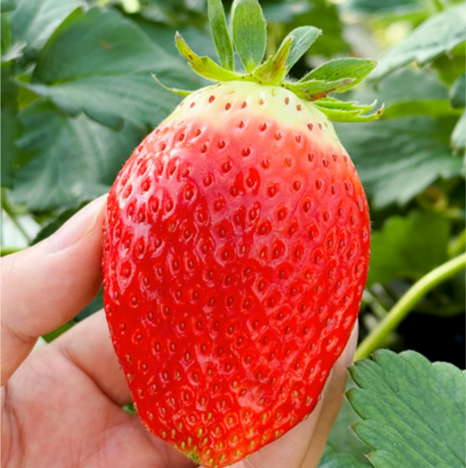 [재판매특가] 복숭아향 명품 킹스베리 딸기 대왕특, 1박스, 왕특 400g(8-9과)