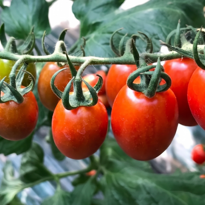 새콤달콤 이음팜 프리미엄 초특가 방울토마토, 1개, 2kg