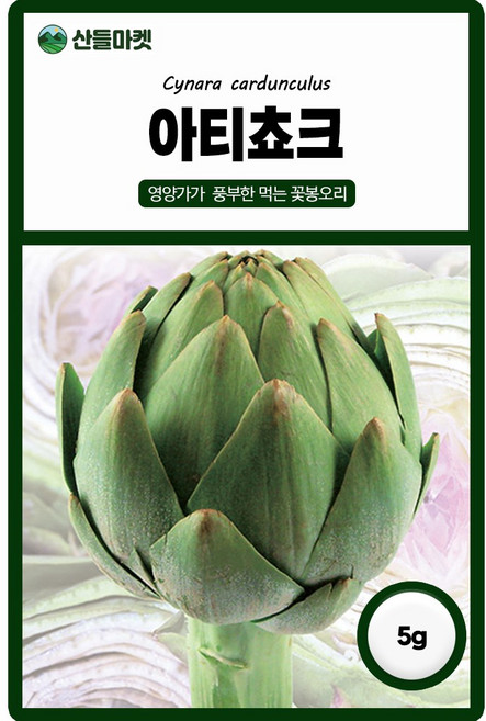다농 아티쵸크 씨앗 5g 아티초크씨 그린글로브 희귀 약초 종자, 1개