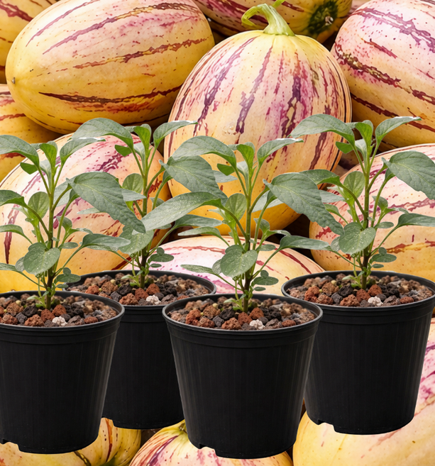 도시나무꾼 국내 재배 우유향 황금 페피노 멜론 모종 4개, 1개
