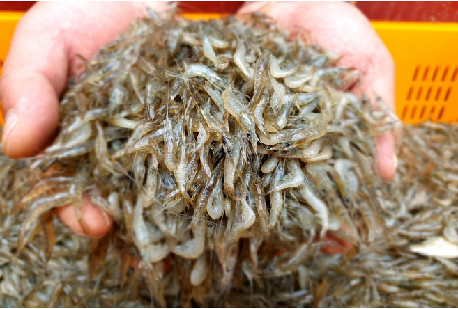 국내산민물새우 자연산, 500g, 2개