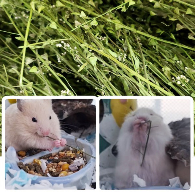 햄스터 간식 냉이꽃대, 1개, 20g