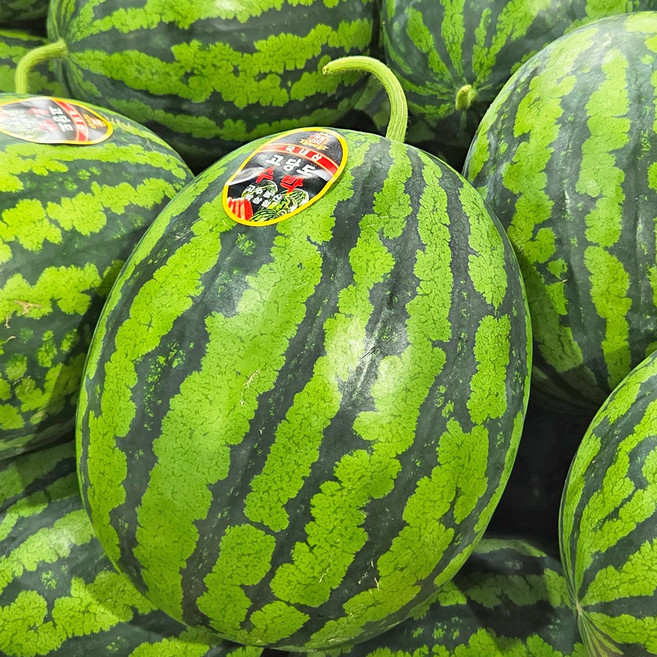 [재구매1등]허니삼구 고당도 프리미엄 하우스 꿀 수박, 1박스, 수박 6-7KG내외