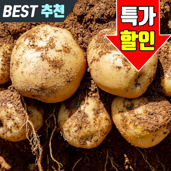 산지직송 두백감자 신선 감자 대용량, 1개, 5kg(중)