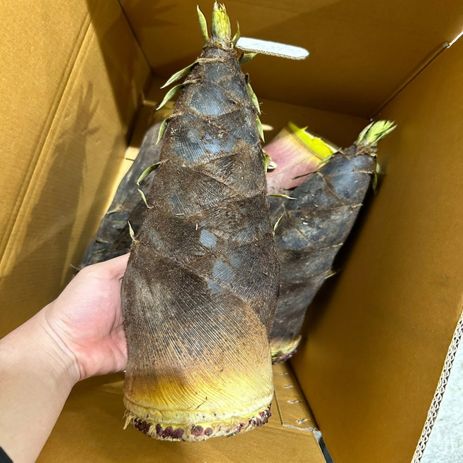 늘푸른농산 산지직송 거제도 죽순 맹죽 분죽 생죽순, 1박스, 5kg