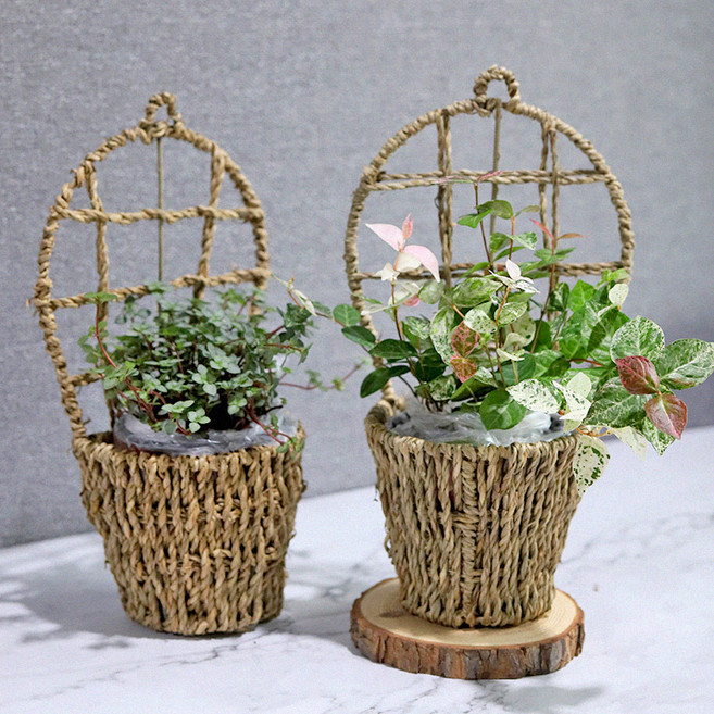 공기정화식물 벽걸이 바구니화분 SET, 청아이비, 1개