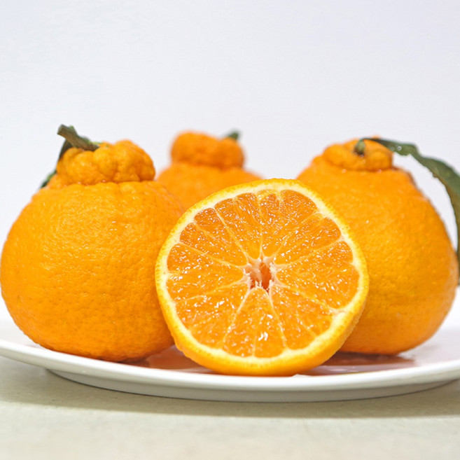 당도보장 제주도 농가직송 15브릭스 한라봉, 1개, 5kg 중과