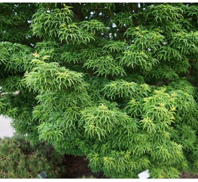 단풍나무 - 사자두단풍 C5포트 일본 단풍나무 시시가시라 사자머리단풍 희귀목 특수목 분재용나무 멋진나무, 1개