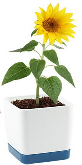 집에서꽃키우기 집콕생활놀이 시간보내기 반려식물 씨앗발아 아이랑식물키우기 해바라기키우기세트, 1개