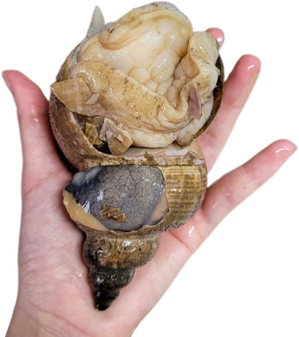 산지직송 국내산 자연산 생물 명주매물고동 대나발소라 심해 고둥 소라, 300~400g 대, 2개