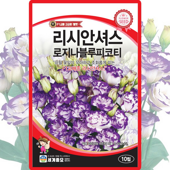 리시안셔스 로지나블루피코티 씨앗 10립 리시안셔스 도라지꽃 씨 종자, 1개