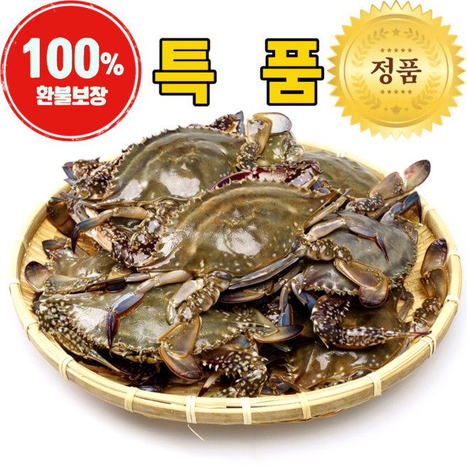 산지직송 서해 알배기 활 암꽃게 당일조업, 1박스, 1kg(4-6마리)