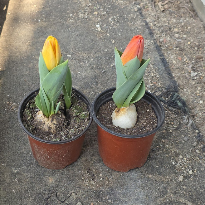 1+1 튤립 구근 소품 포트 건돌이, 2개, 기본