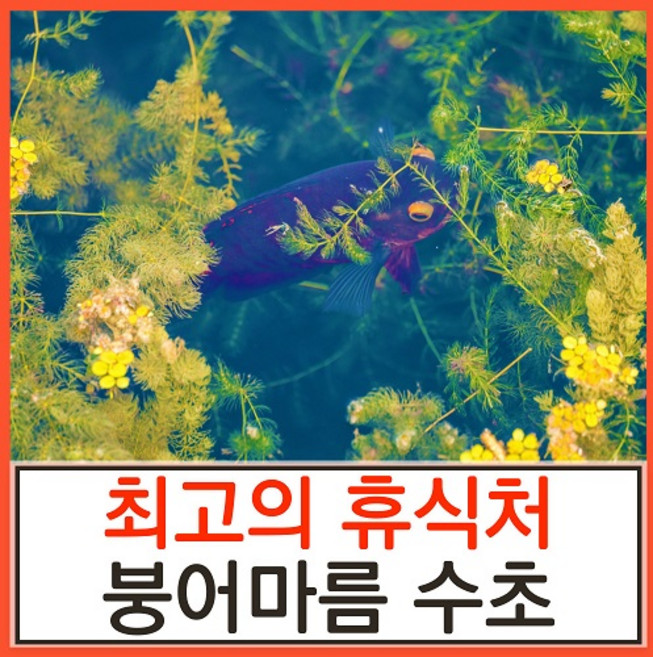 수초하우스) 붕어마름(급성장종), 10개