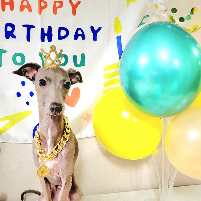 나혼자산다 강아지생일파티 현수막&풍선세트, 기본(현수막 현수막고정집게 풍선 풍선스탠드 왕관 ), 추가풍선(7+1) 풍선스탠드 컬링리본, 1개