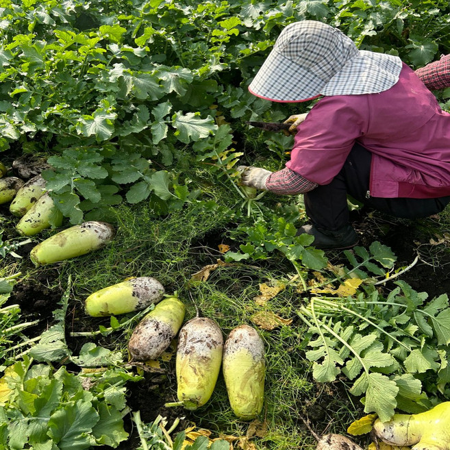 일등농수산 농가직송 제주도 흙 월동무, 1개, 15kg 7-15개 내외(정품)