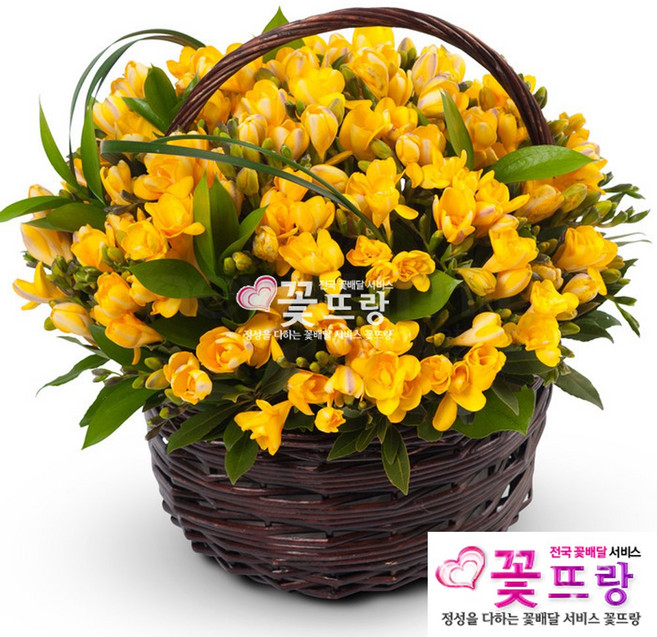 후리지아 꽃바구니, 혼합색상