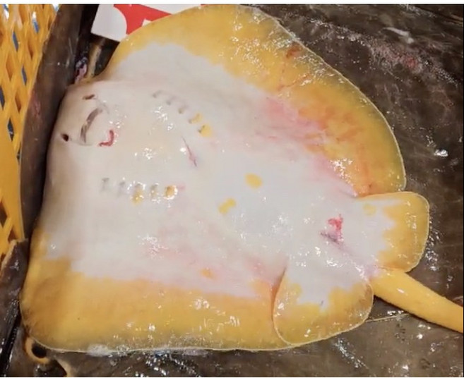 완도 자연산 황가오리 (1kg) 노랑가오리애 황가오리찜 노랑 가오리, 반건조황가오리1마리, 1개, 1마리(약 2kg)