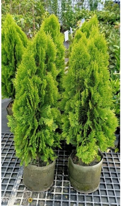 霏霏園藝 黃金扁柏盆栽 居家綠化首選 8吋與9吋規格 高度70-80公分, 1個, 9吋1000元高80公分高