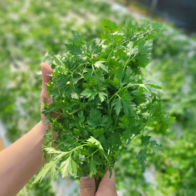 이태리파슬리 300g 생이태리파슬리 이탈리안파슬리 향나물 prezzemolo 향신료, 250g, 1개