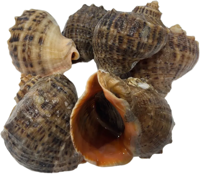 영롱한수산 (산지직송) 자연산 제철 생물 참소라 1kg, 1개