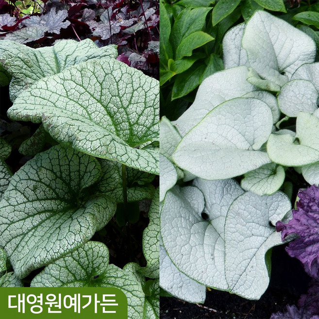브루네라 10cm포트 2종 택1 반음지 식물 꽃, 02. 알렉산드리아 10cm포트, 1개