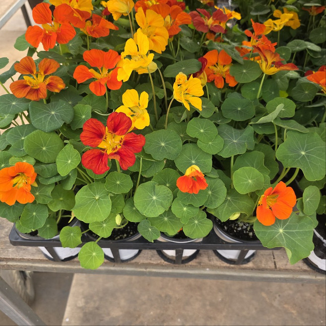 한련화 덩굴식물 야생화 노지월동 꽃식물 꽃화분, 4개