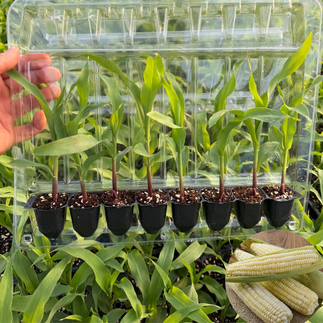 부러지지않는 안전포장 대학찰 옥수수 모종, 16개