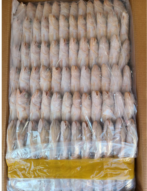 [삼성씨푸드] 침조기 168미 13.5kg 황민어 참조기 굴비 긴가이석태 도매, 1개