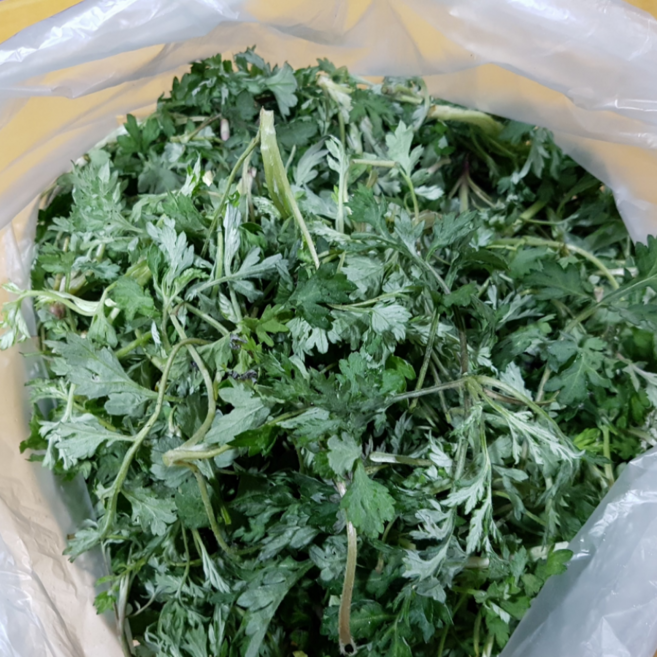 여수 거문도 쑥 섬에서 노지재배 해풍 생쑥, 1kg, 1개