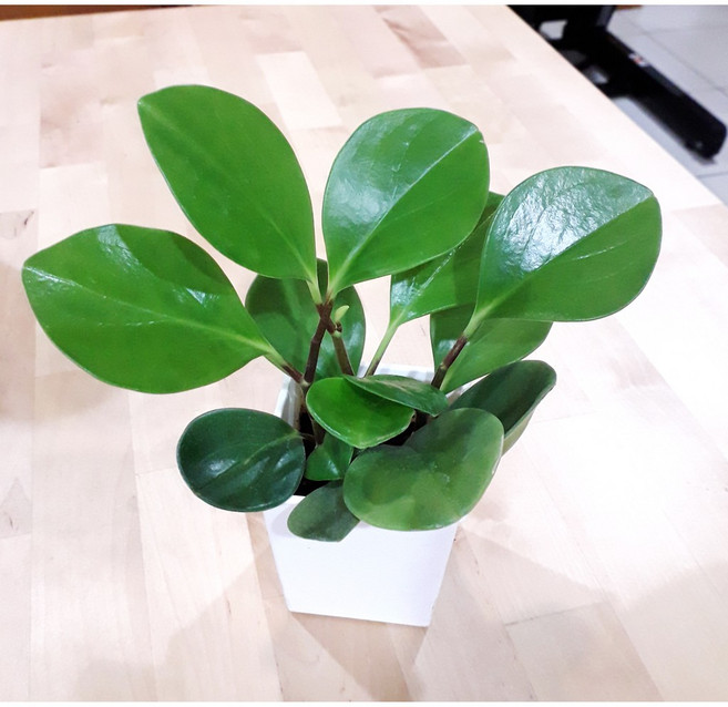 花樣渼栽盆栽生活館 圓葉椒草 圓形發財樹 豆瓣綠 室內植物 觀葉植物 室內清淨空氣盆栽, 1個, 3寸方形花盆(整盆寄出)(附水盤)