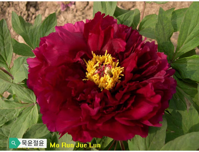 수입 꽃목단 일본개량목단 4~6지 포트묘 모란꽃 묘목, 1개, 묵윤절윤