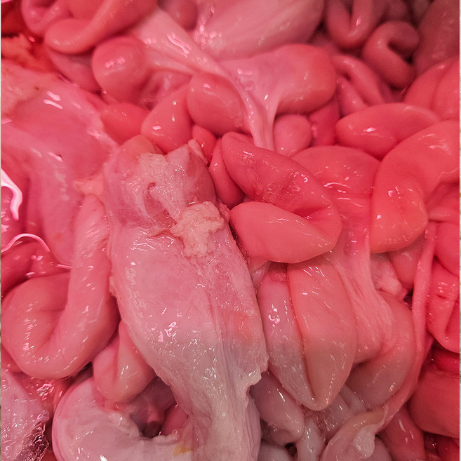 국내산 돼지 새끼보 애기보 700g 암뽕 돼지내장 한돈 새끼포 애기포, 5개