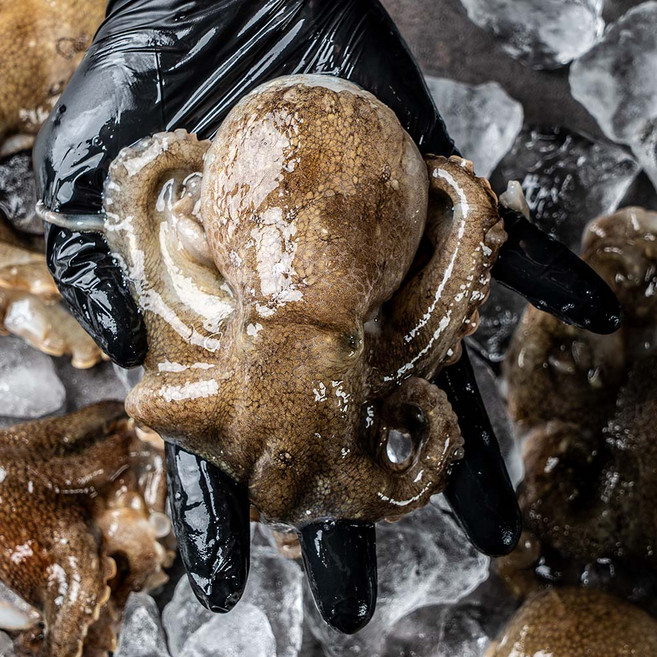 당일조업 봄 제철 서해안 신진도 활 쭈꾸미 알쭈꾸미 랜덤, 1개, 1kg