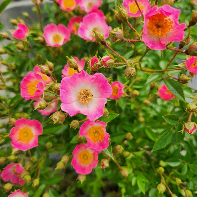 찔레장미 분홍 정원 장미 근상 나무 묘목 7치 포트묘, 찔레 분홍장미 근상 7치 포트묘