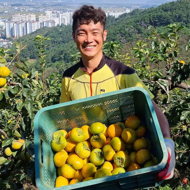 (농가직송) 경남 진영 고당도(16brix) 아삭아삭 달콤한 단감 부유단감 10KG, 50과 내외(소과)