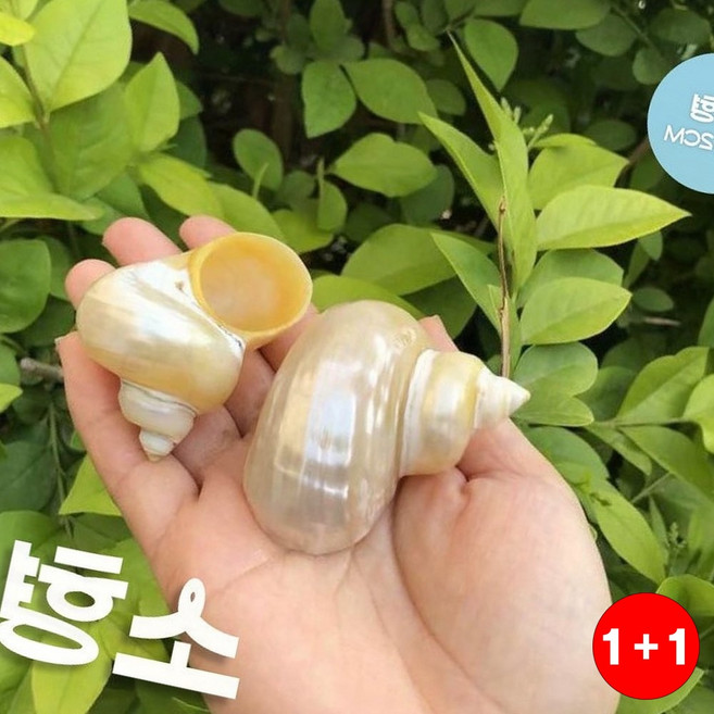 탈피껍질 소라게 키우기 소라 껍데기 껍질 공간활용 생활편리 분위기전환(1+1옵션 주문수량의 2배수량 배송), 1개, 대형-B