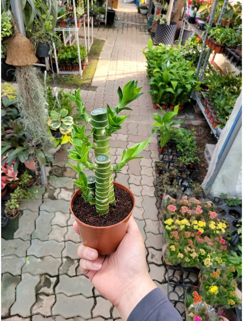 20~30cm 연화죽 소품 59, 1개