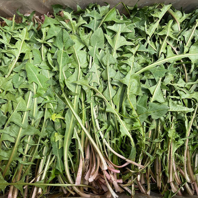 싱싱 국산 민들레 나물 민들래 나물 생 민들레 잎 민들레줄기 향나물 봄 나물 반찬 거리 산나물 산채나물, 1개, 500g